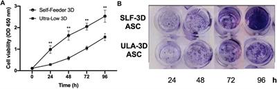 A Novel 3D Culture Model of Human ASCs Reduces Cell Death in Spheroid Cores and Maintains Inner Cell Proliferation Compared With a Nonadherent 3D Culture